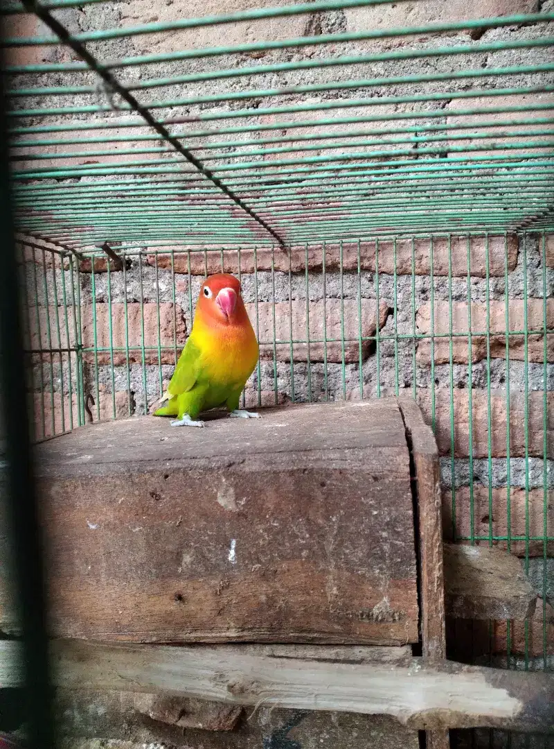 Lovebird jantan+sangkar