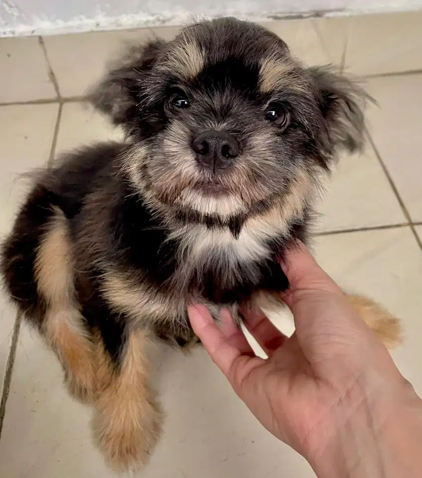 Shihtzu mix pom puppy