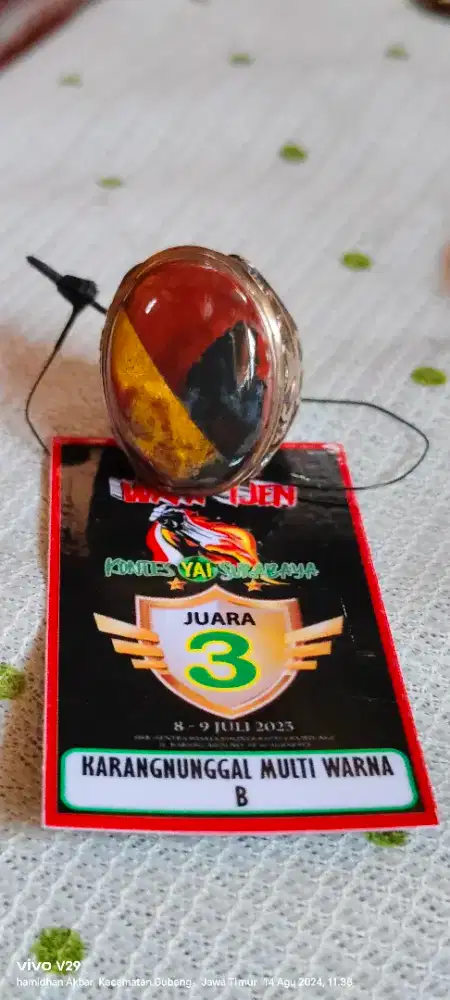 Karang Nunggal Multi Warna Kontes