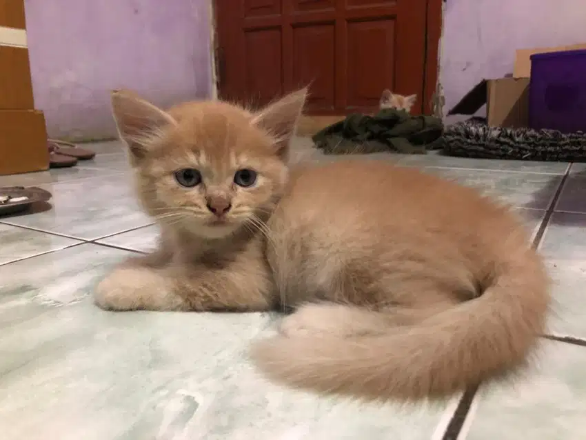 kitten persia 2 bulan