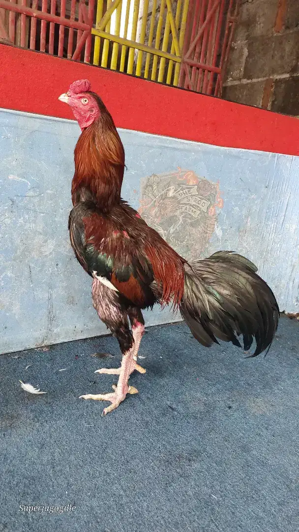 Ayam bangkok jogjakarta