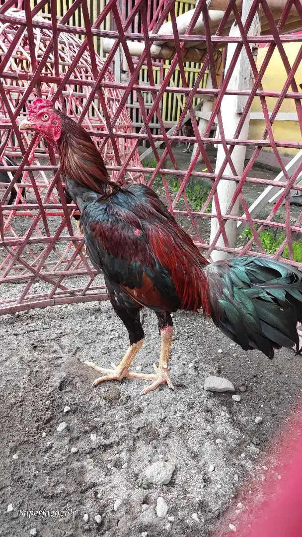 Ayam bangkok jogjakarta