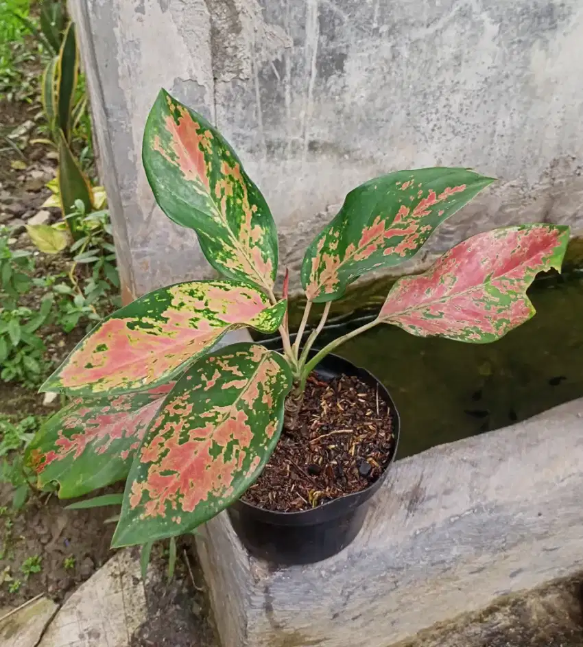 Tanaman Aglonema Red Kochin