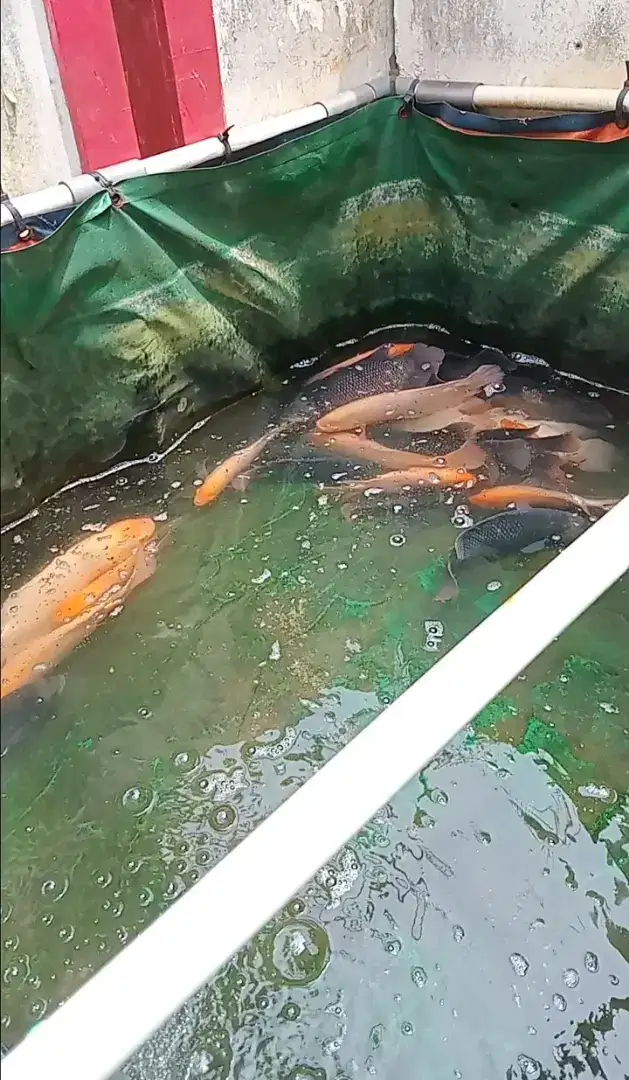 Ikan gurame padang besar