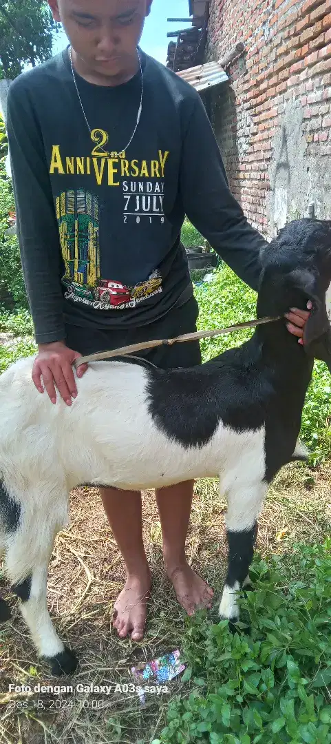 Dijual kambing PE dn JAWA