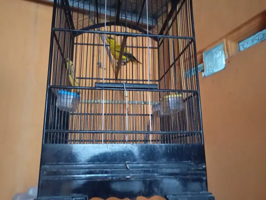 Jual burung kepodang