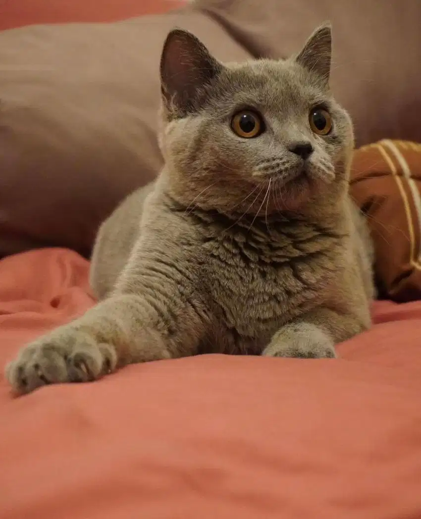 British Shorthair Blue Solid.