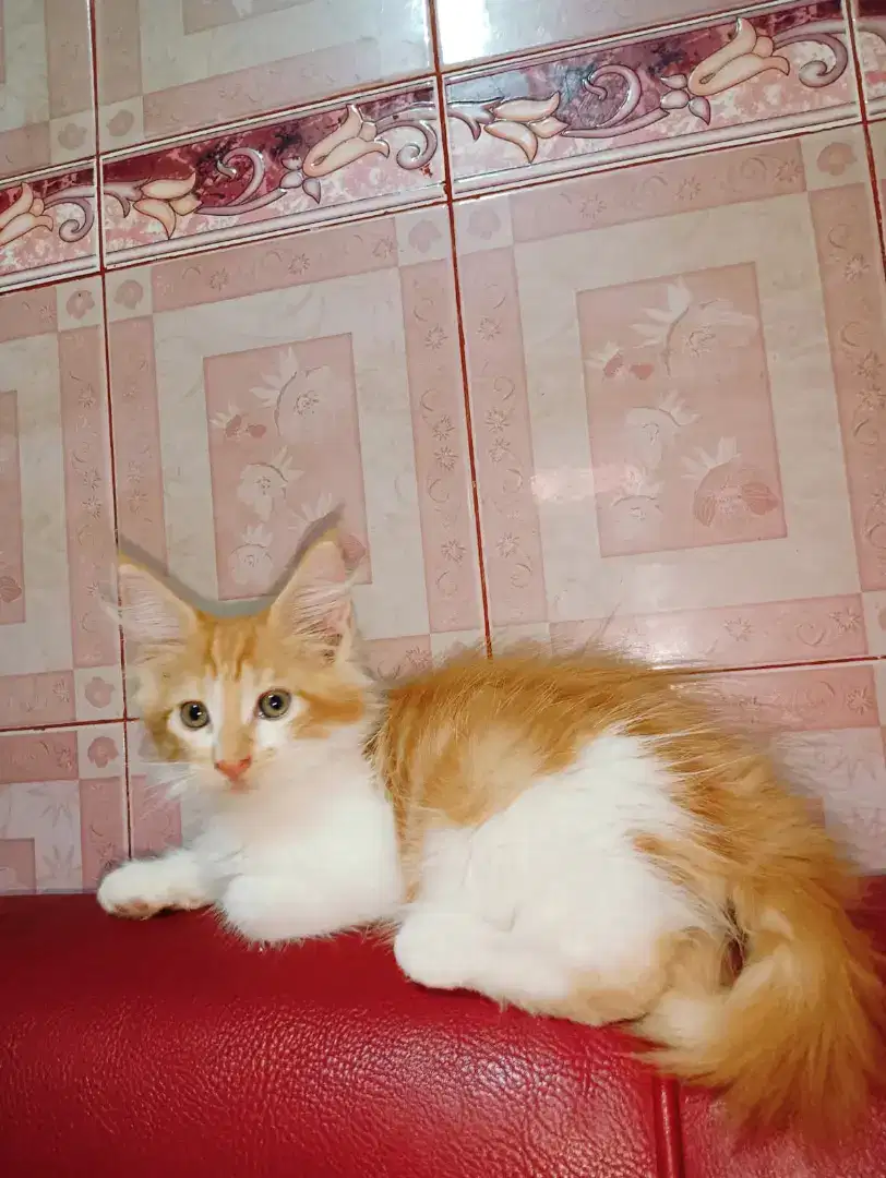 Mainecoon pure jantan besar