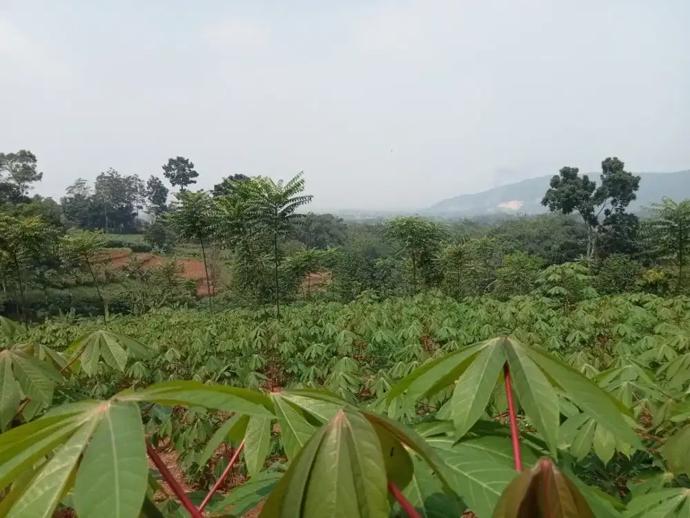 Di jual lhan tanah darat lt 7000 mtr ss SHM cocok untuk impestasi vila