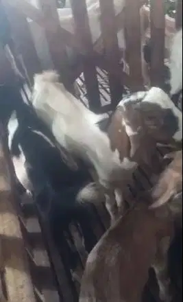 12 ekor kambing jantan 7-8 bulanan 25kiloanUp siap penggemukan qurban