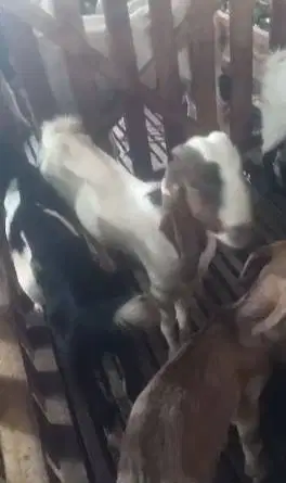 12ekor kambing jantan 25kiloanUP 7-8 bulanan siap penggemukan qurban