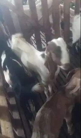 12 ekor kambing jantan 25kiloanUP 7-8 bulanan siap penggemukan kurban