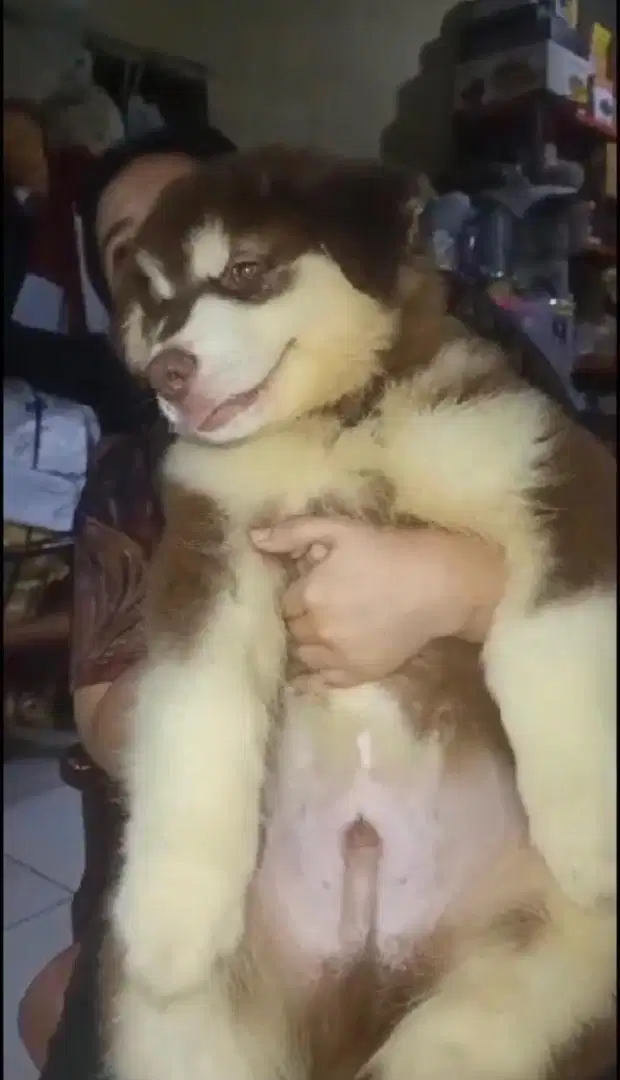 Alaskan malamute puppy big size