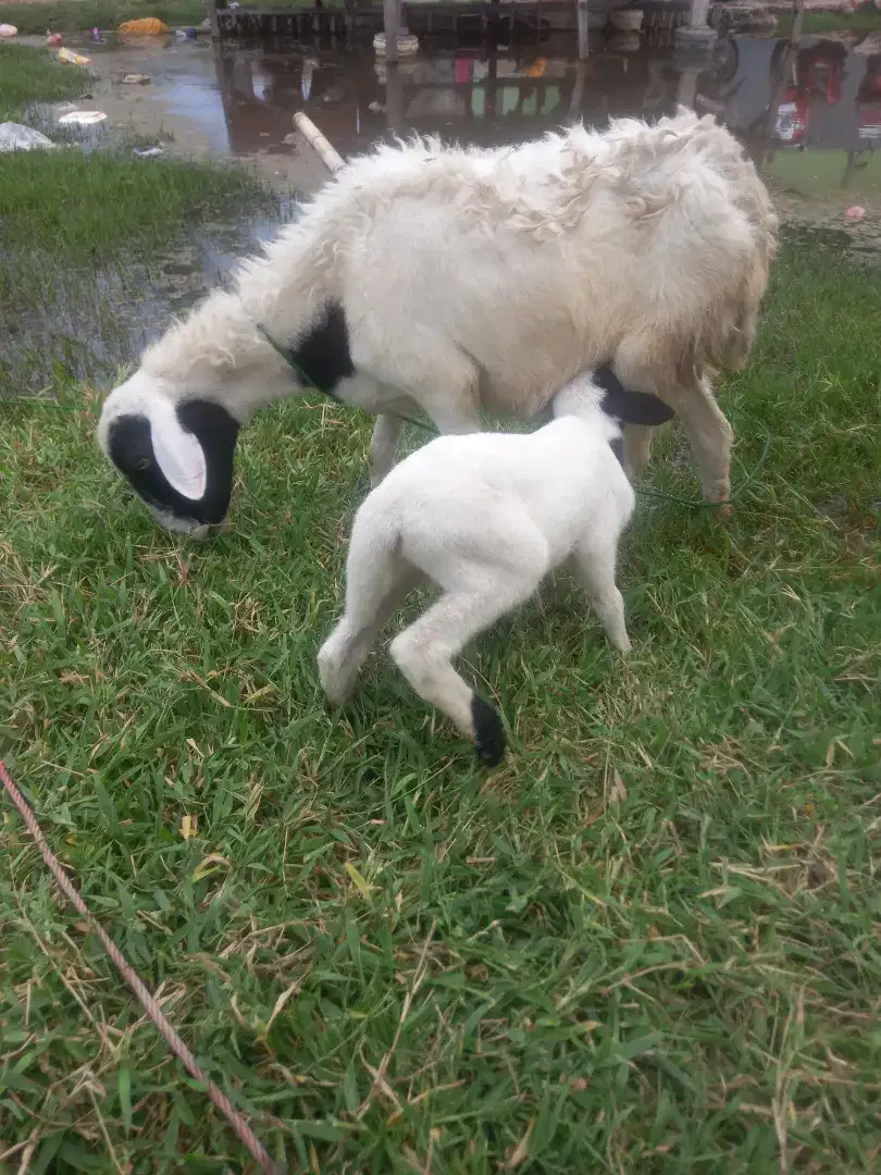 Kambing domba induk dan anak