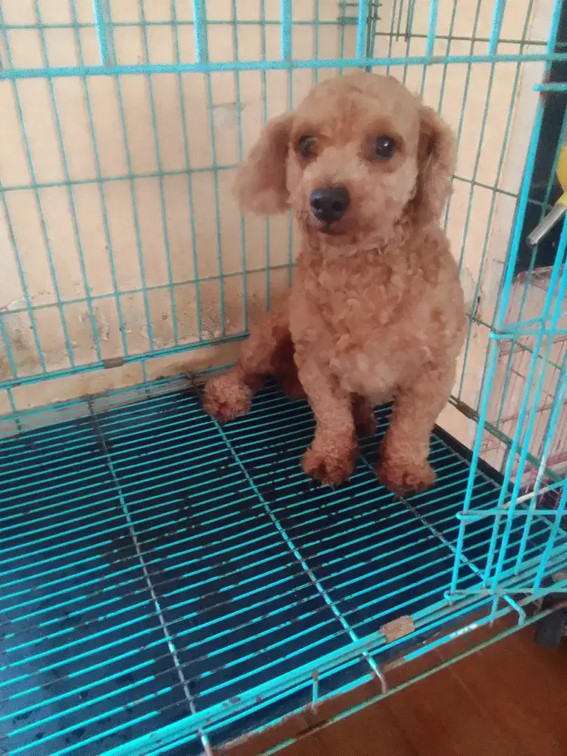 Poodle jantan 3 thn stb pendek cebol