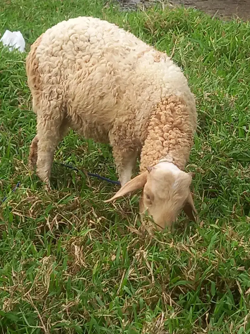 Kambing domba jantan