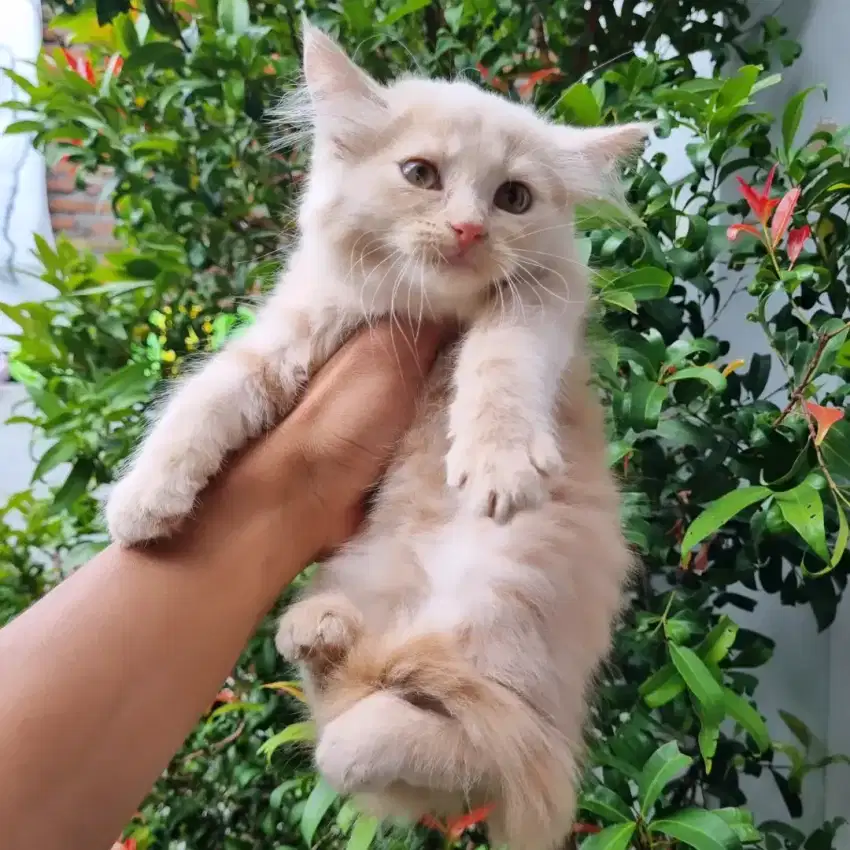 KUCING PERSIA MEDIUM BETINA 2 BULAN CREAM