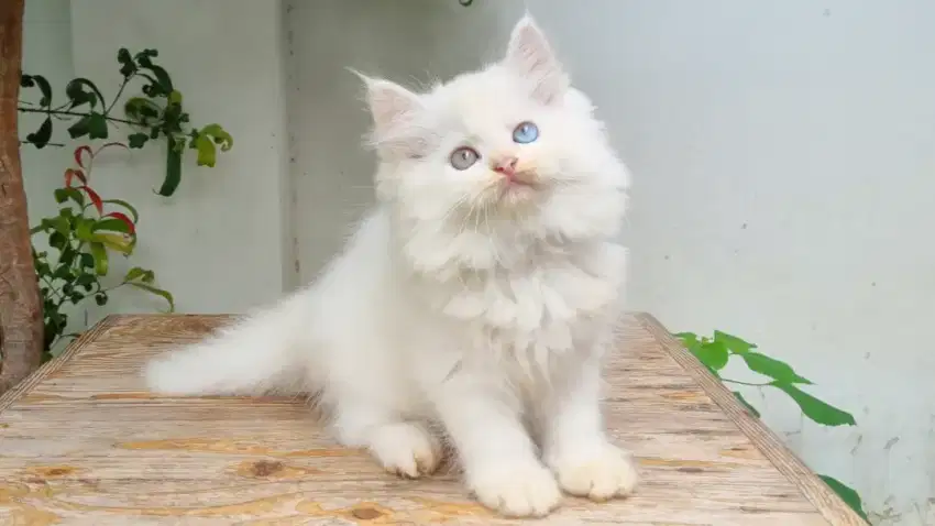 KUCING PERSIA MEDIUM BETINA 2 BULAN WHITE SOLID ODD EYE