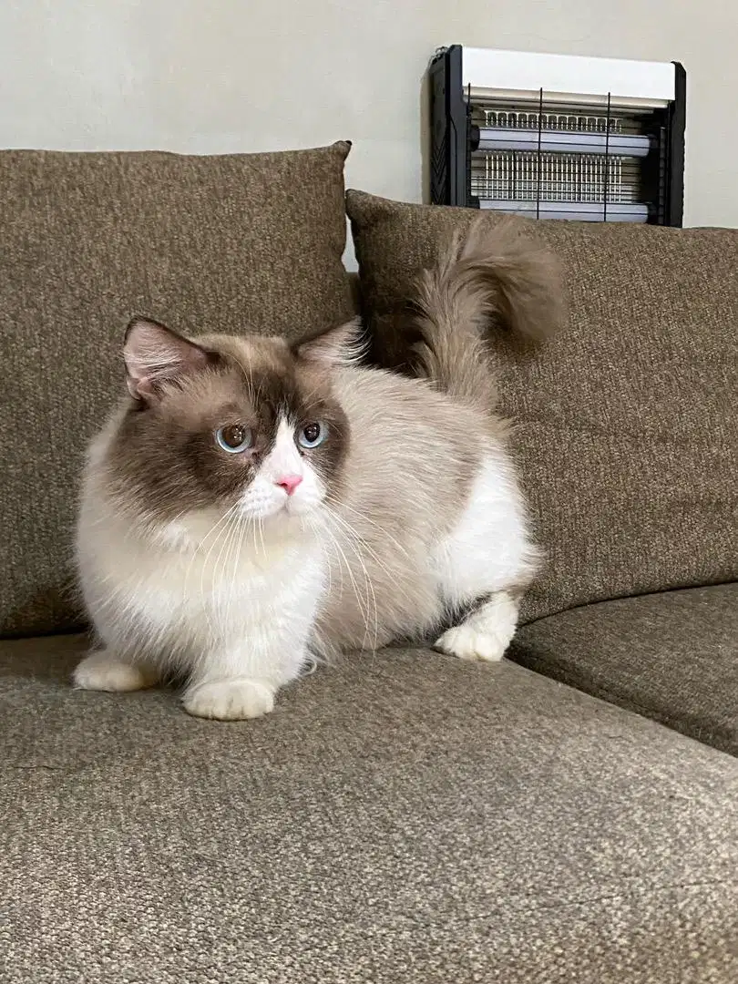 Muchkin ragdoll