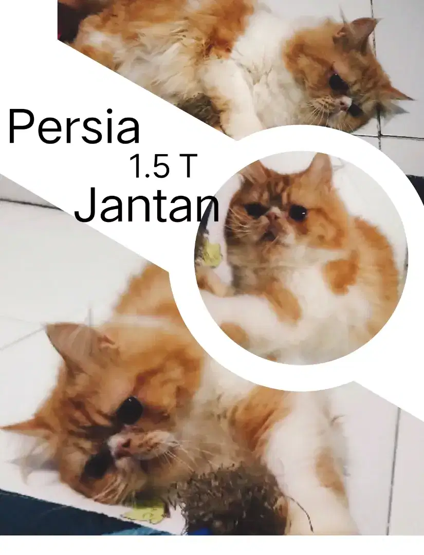 Kucing kitten Persia anggora peaknose