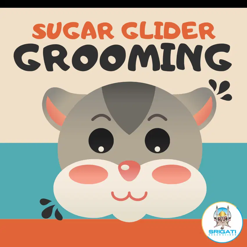 Grooming Sugar Glider