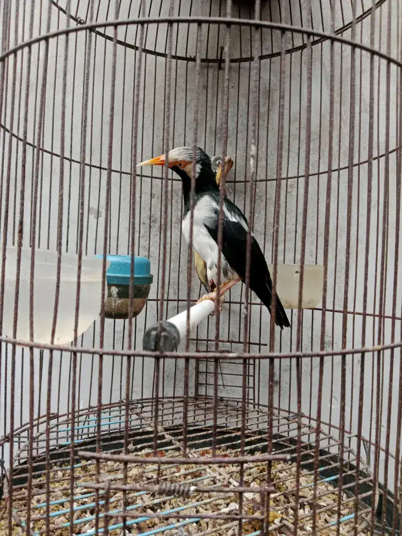 Burung jalak suren gacoran