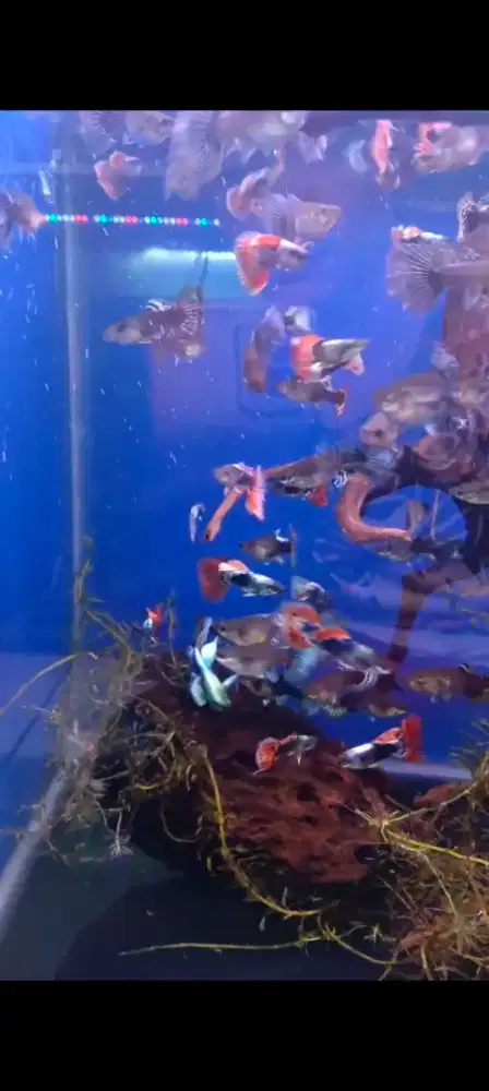 Berbagai jenis Guppy indukan