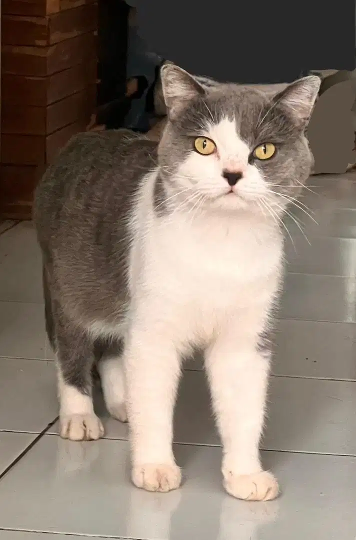 Bsh cat british shorthair kitten 7bln blue bicolor male jantan kucing