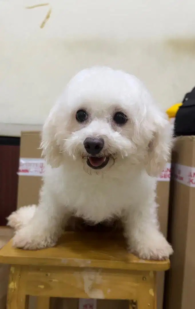 Di jual murah indukan bichon frise dewasa