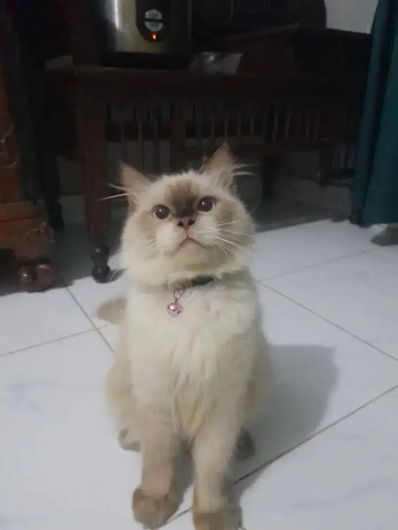 Kucing Himalaya Flatnose