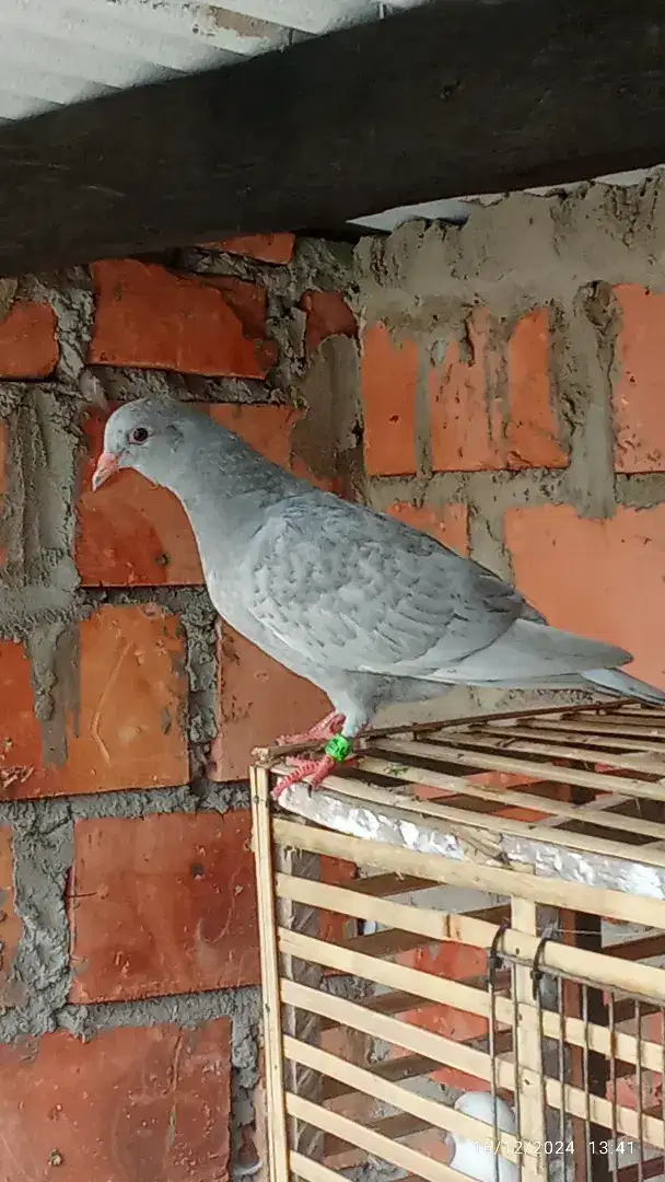 Burung Merpati tinggian