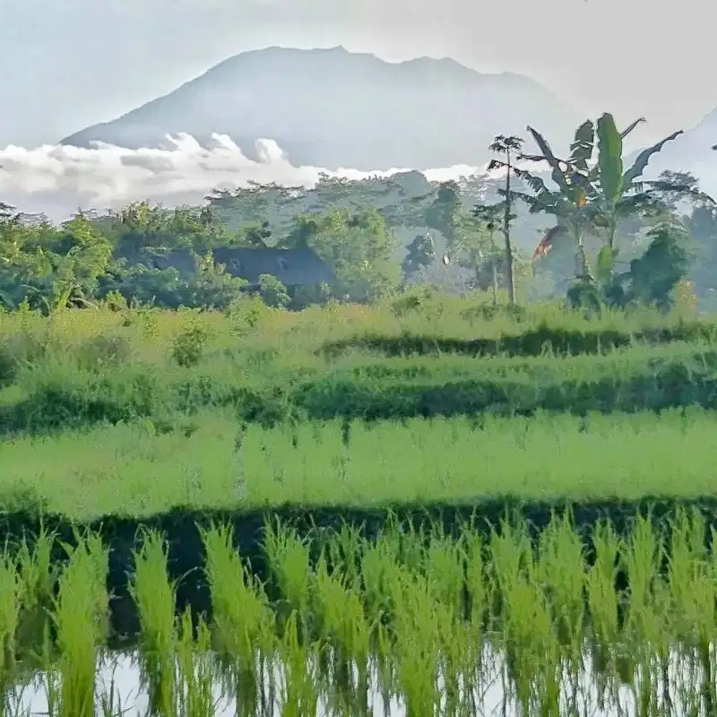 Tanah premium los sungai view sawah, gunung, dan bukit di Karangasem