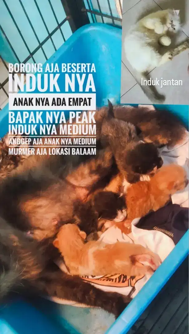 Kucing borong sama induk nya