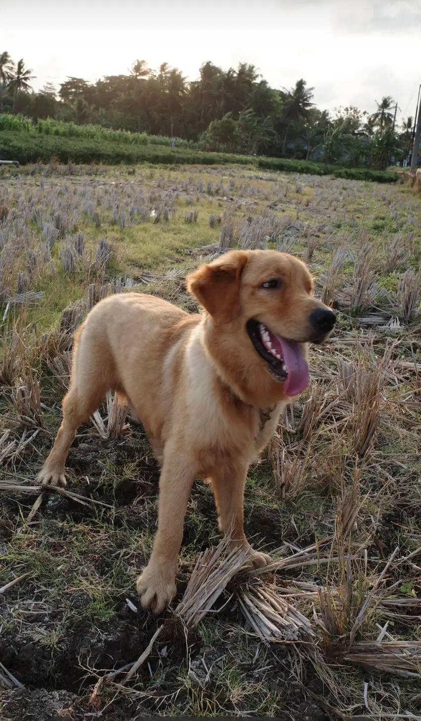 Anjing golden retriever jantan usia 11 bulan