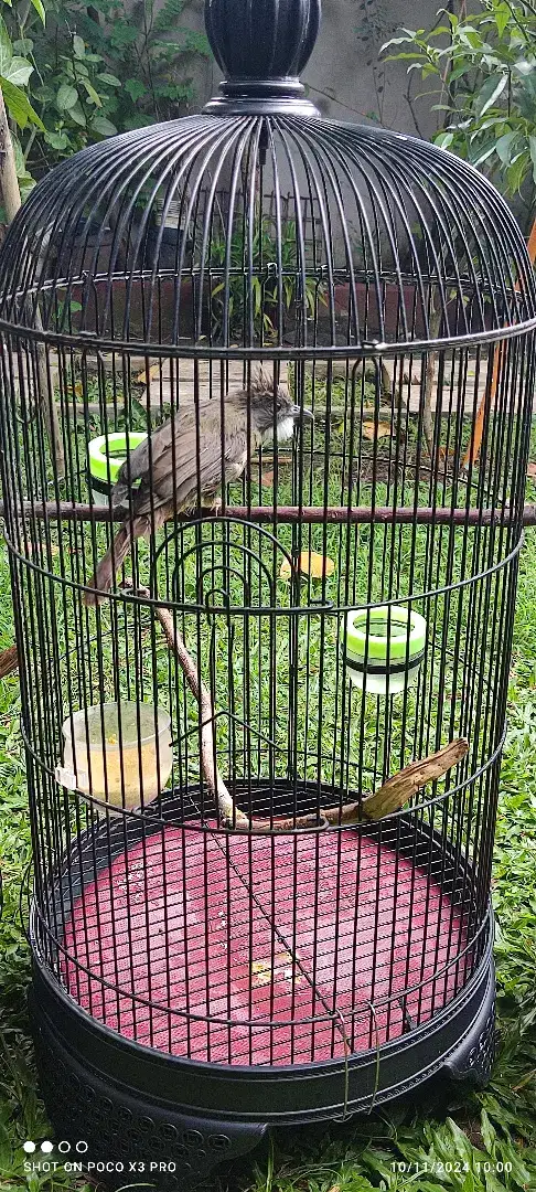 Burung cucak jenggot sumatera