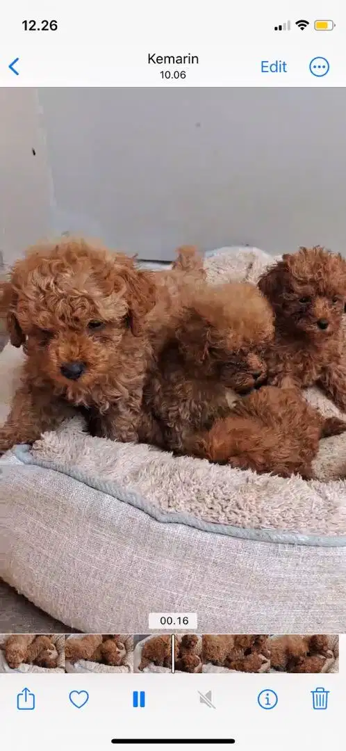 anjing poodle toy poodle rtp