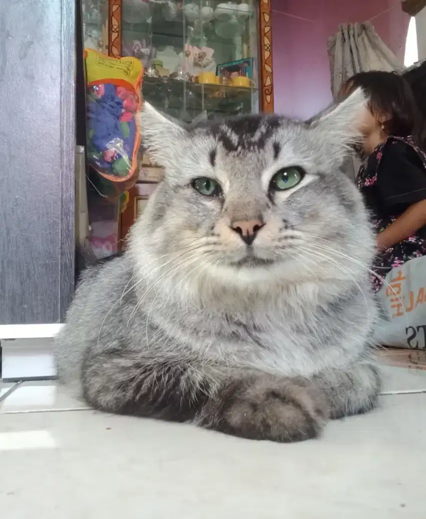 Kucing Anggora jantan