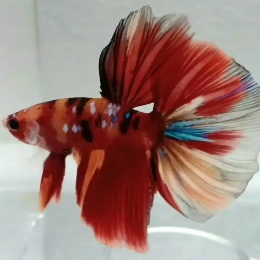 Ikan Cupang Halfmoon Multi Colour Grade A.. Jantan, Lincah dan Sehat..