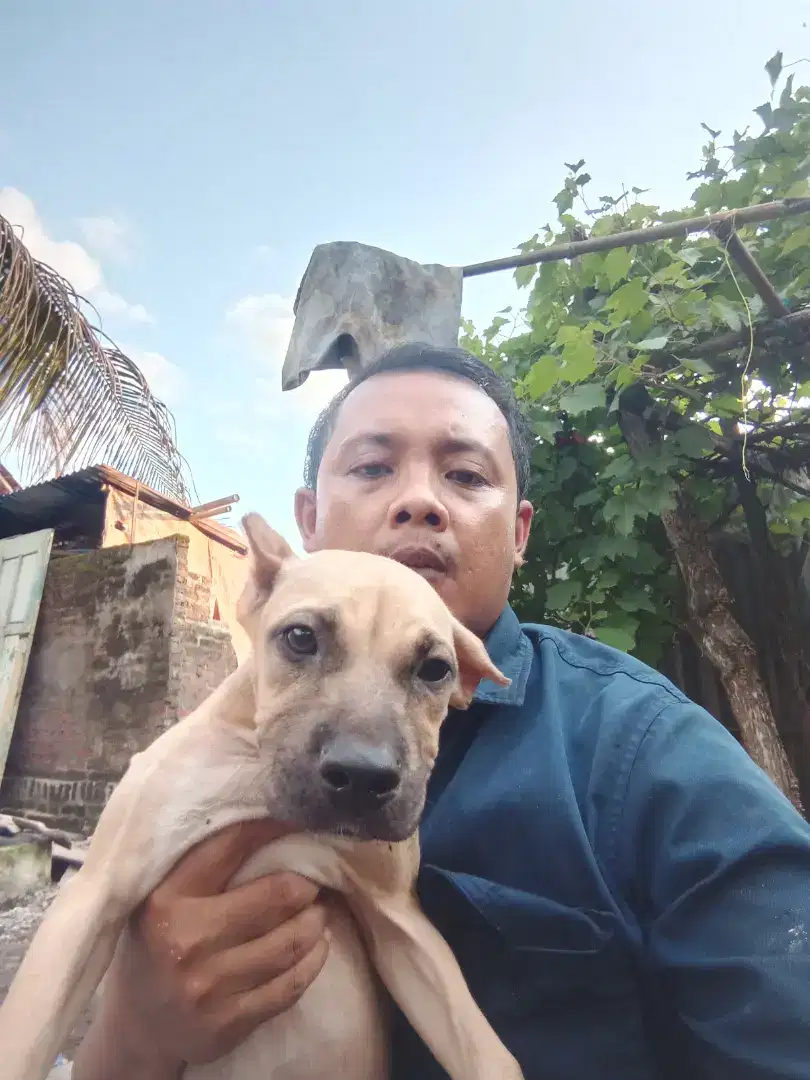 Anjing Pitbull betina