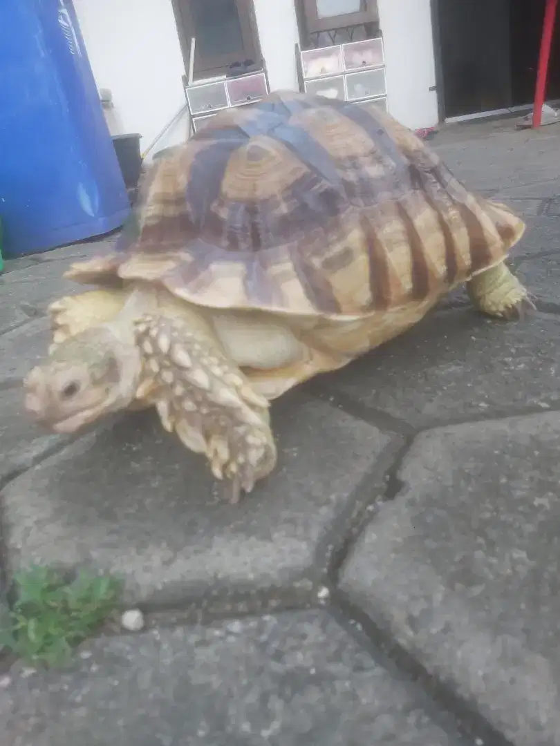 Kura Sulcata high dome smooth rawatan bukam pardalis aldabra