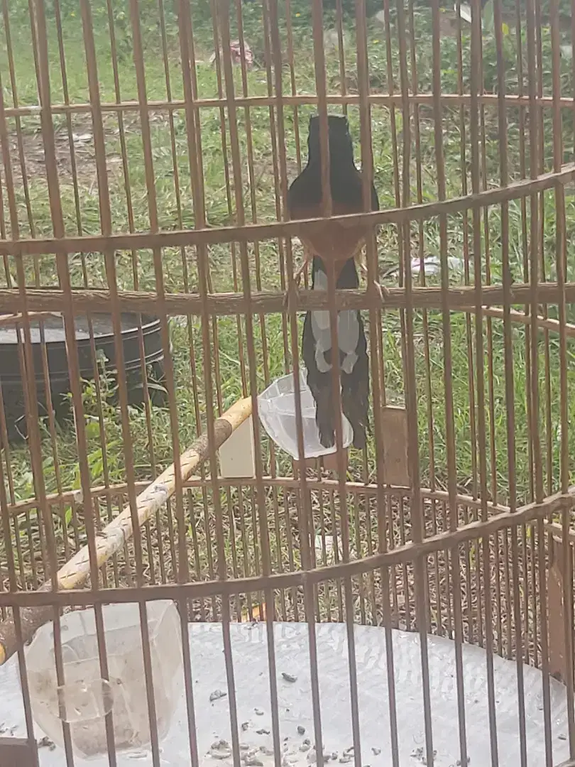 Burung murai batu sehat terawat