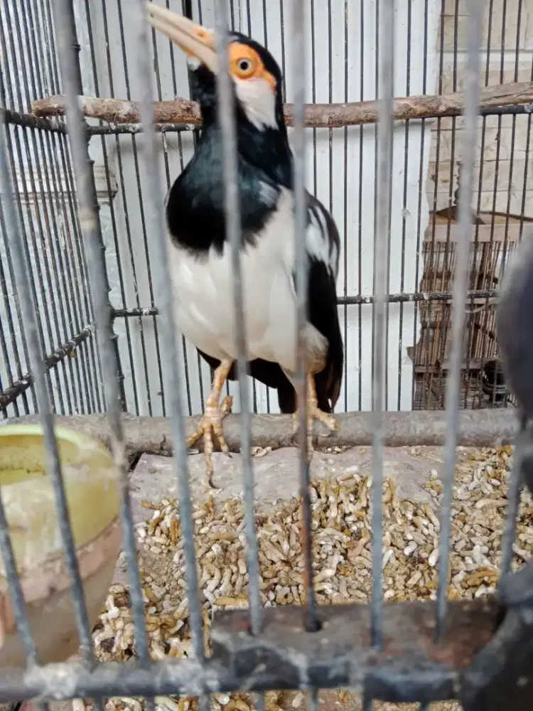 Suren mapan rajin berkicau