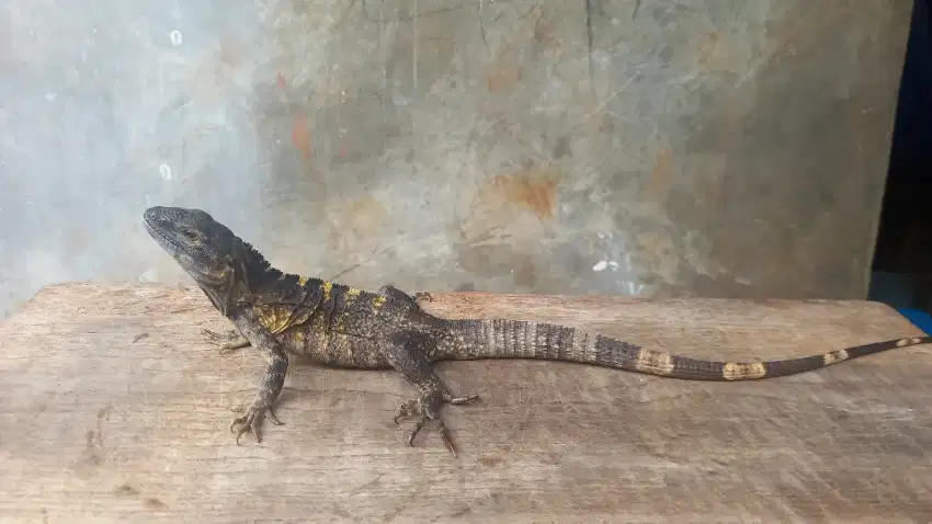 Iguana banana jantan