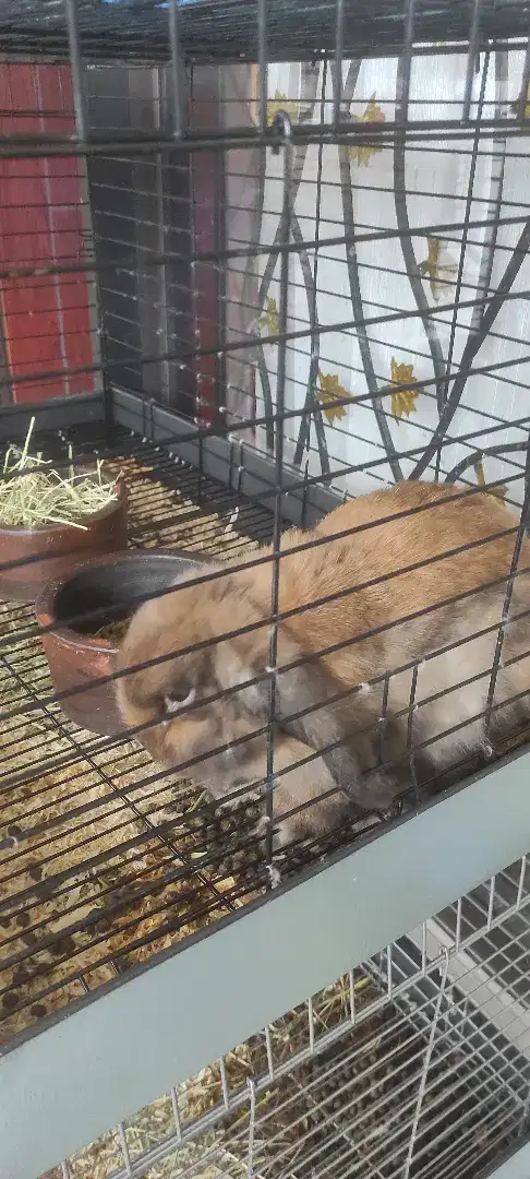 Kelinci Holland lop tort