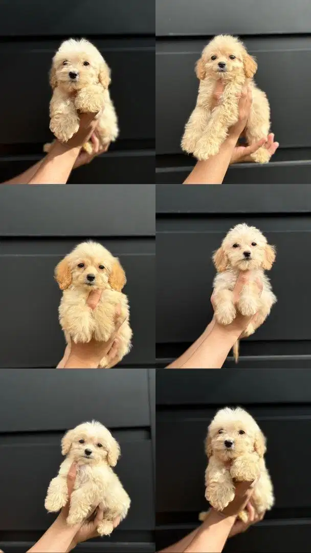 Anak anjing Giant Poodle x Golden Retriever