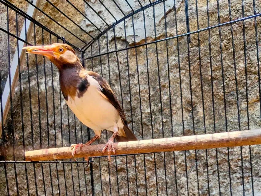 Burung Jalak Suren Remaja