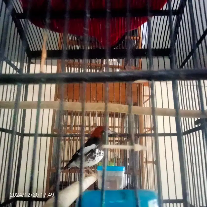 burung anis kembang