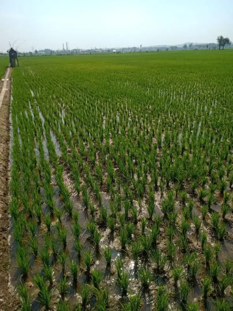 Dijual Tanah Sawah SHM di Pangkalan Merakurak Tuban Jawa Timur