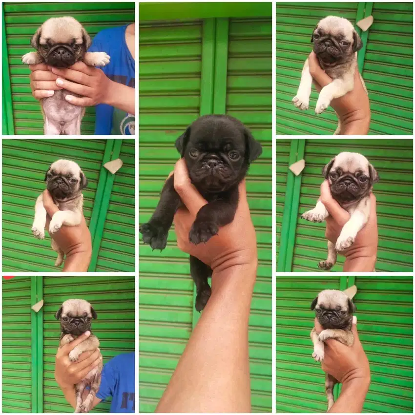 Pug jantan & betina puppy