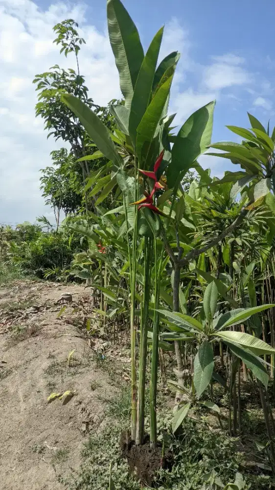 Pisang belut,pisang hias,jual pisang belut,jual pisang hias,pisang